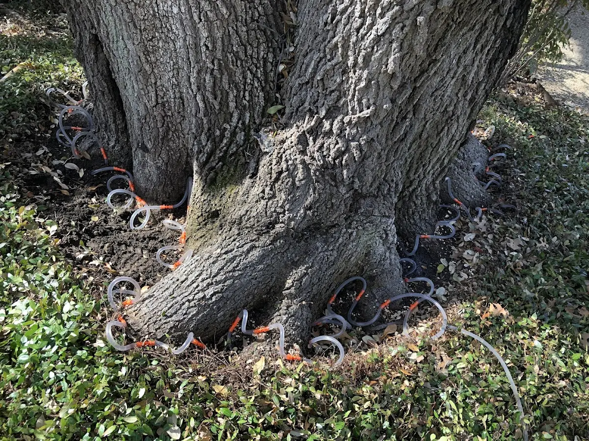 Detailed Tree Cabling and Bracing job site in Rippey